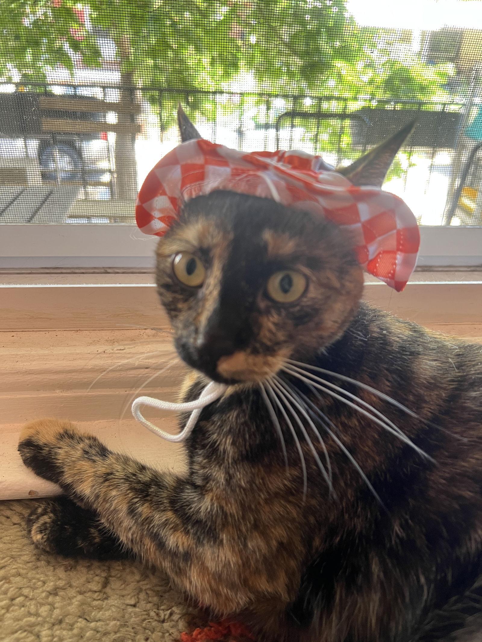 Penny, Adoptable, Young Female Domestic Short Hair.