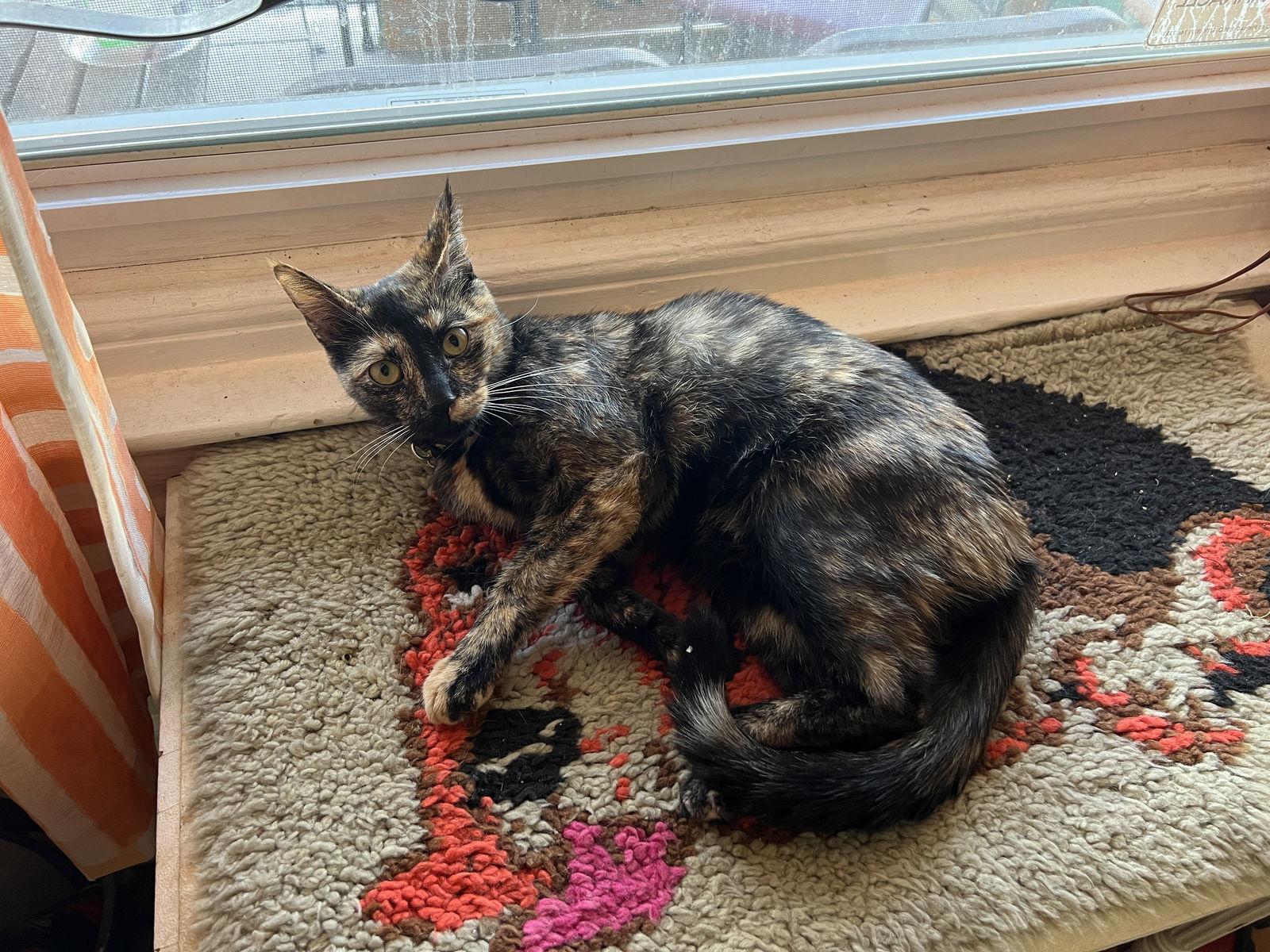 Enlarge Penny, a Adoptable Domestic Short Hair in Philadelphia, PA image 3/3