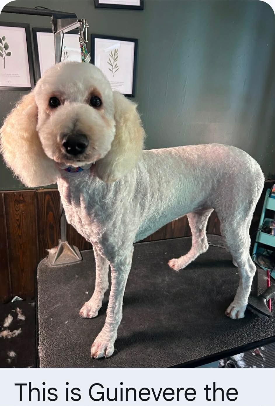 Enlarge Guinevere, a Adoptable Standard Poodle in Houston, TX image 1/1