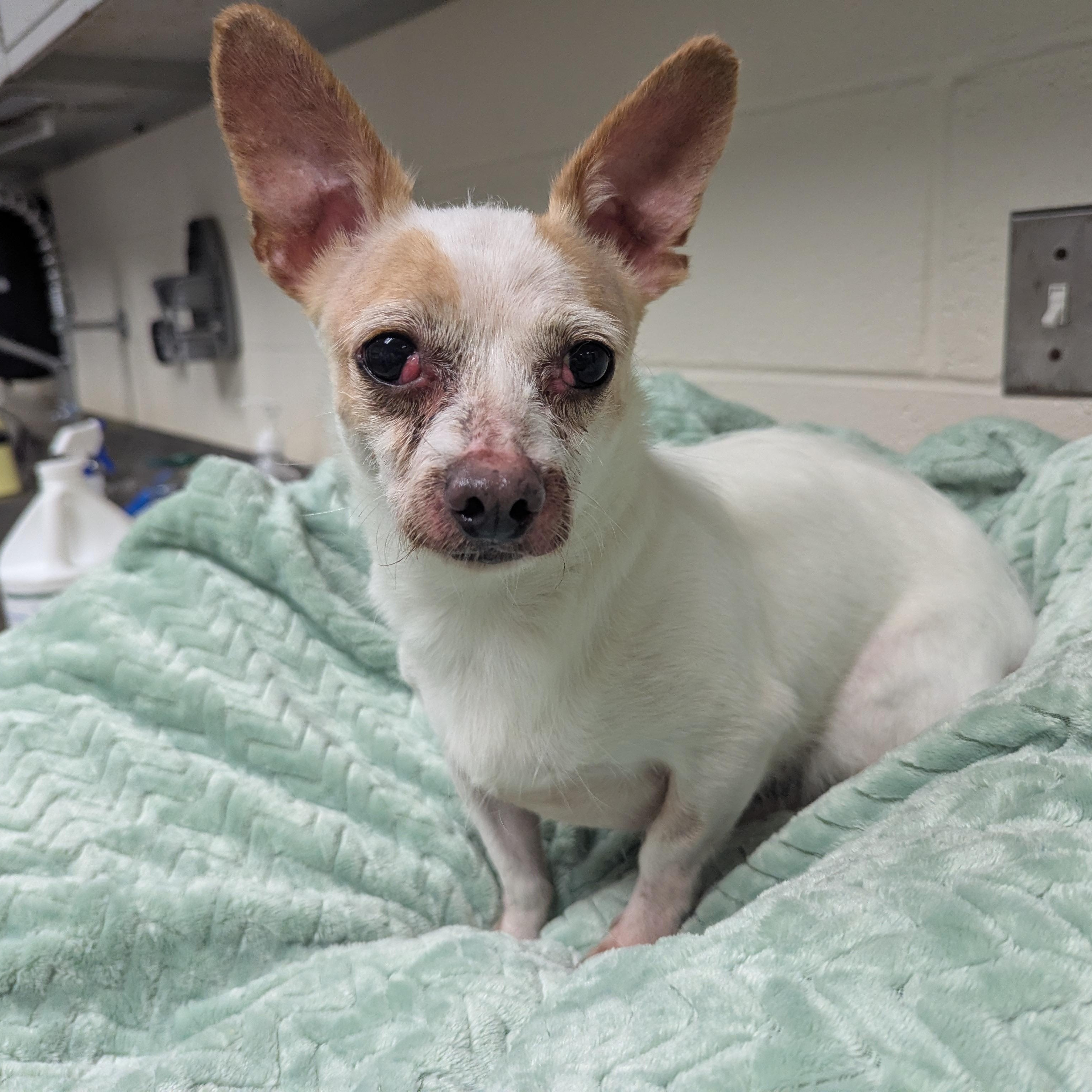 Enlarge Rosemary, a ADOPTABLE Chihuahua in Stratford, CT image 1/1