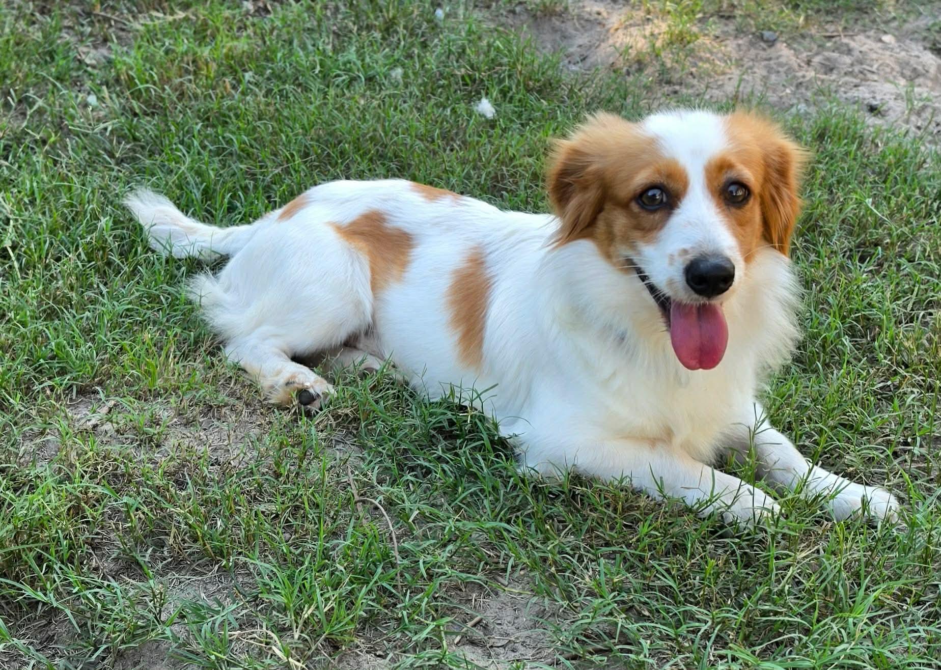Enlarge Issac, a Adopted mixed breed in Southington, CT image 4/6