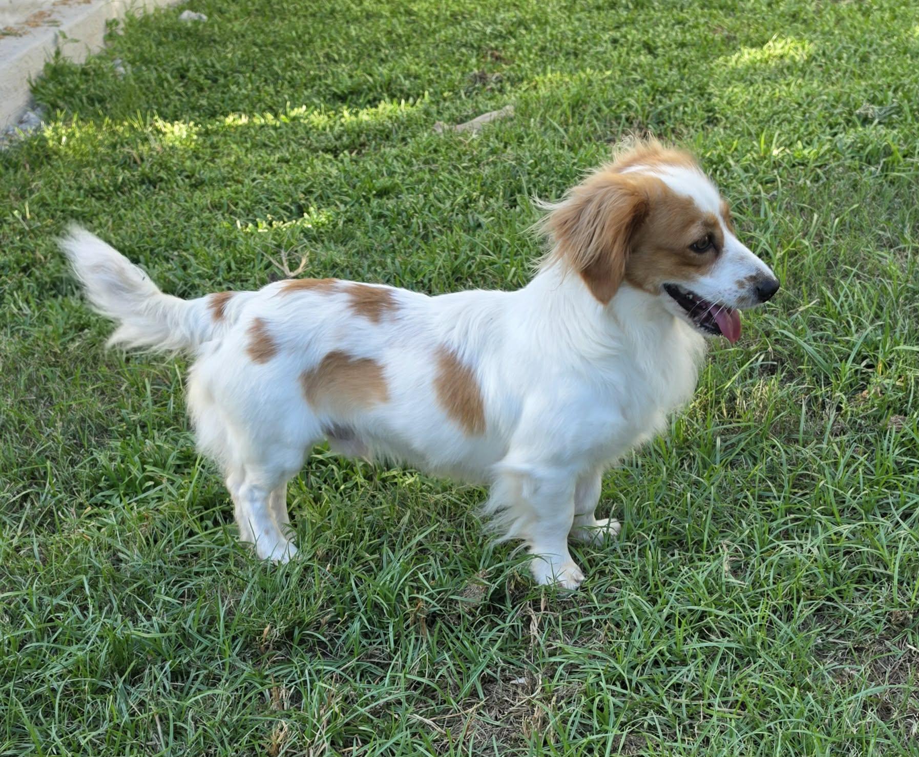 Enlarge Issac, a Adopted mixed breed in Southington, CT image 3/6