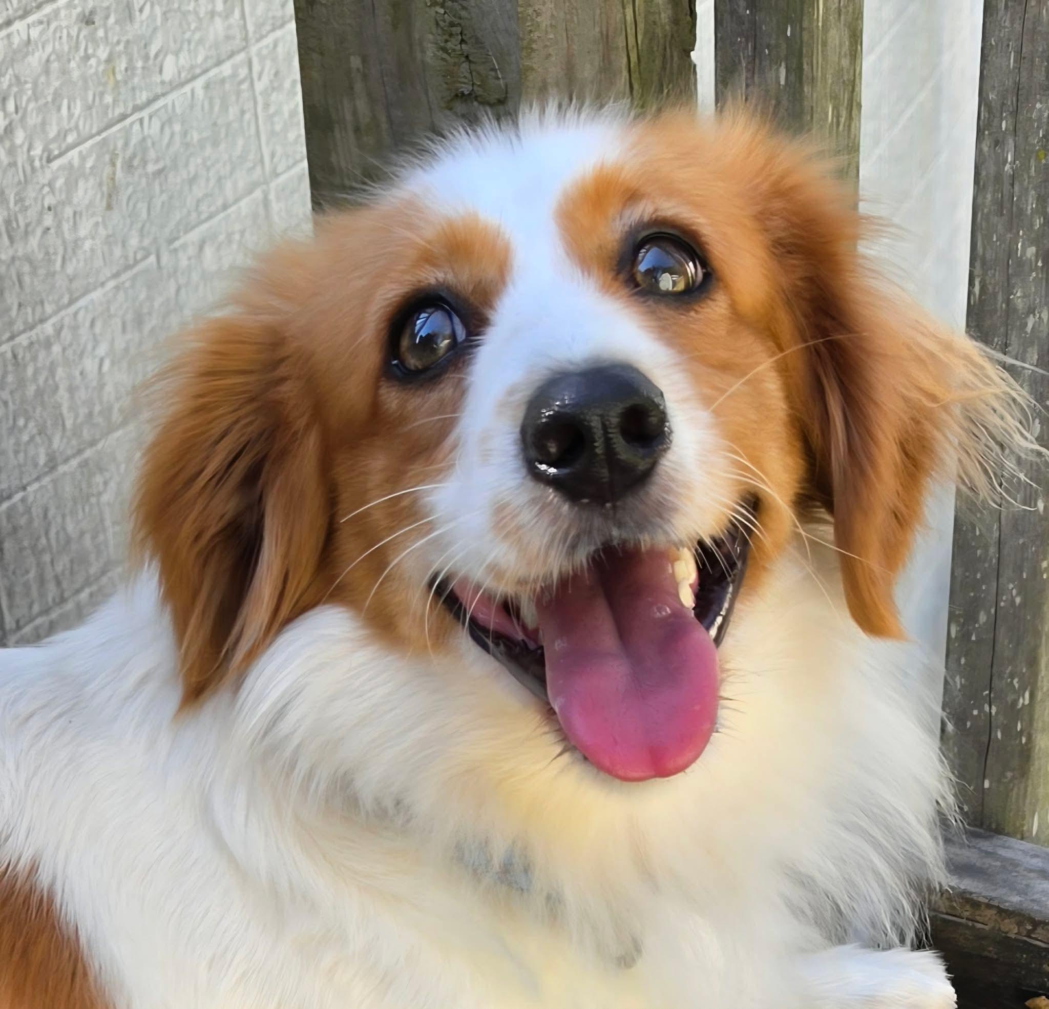 Issac, Adoptable, Young Male Brittany Spaniel & Dachshund.