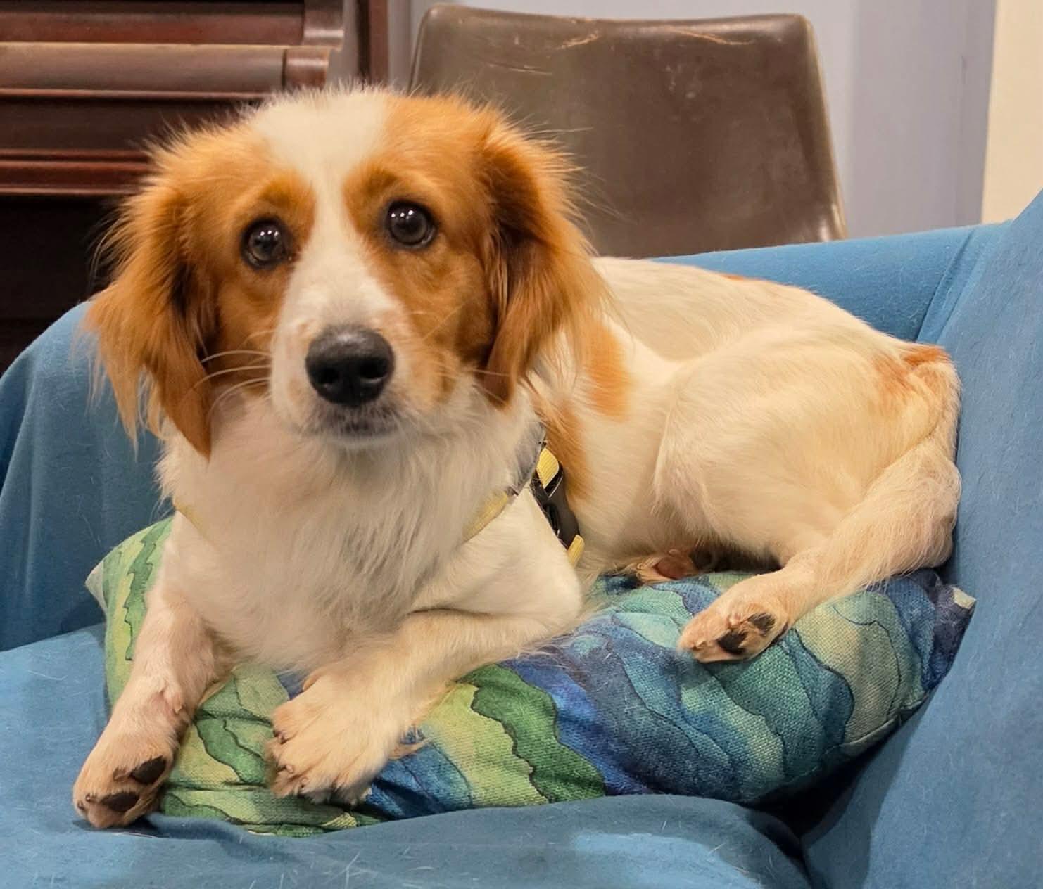 Enlarge Issac, a Adopted mixed breed in Southington, CT image 6/6