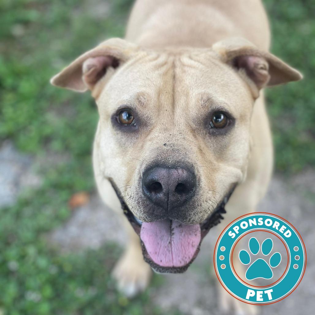 Enlarge Peanut Butter, a Adoptable mixed breed in Lakeland, FL image 1/6