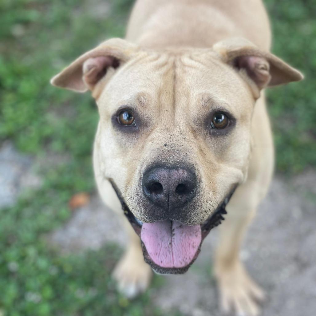 Enlarge Peanut Butter, a Adoptable mixed breed in Lakeland, FL image 2/6