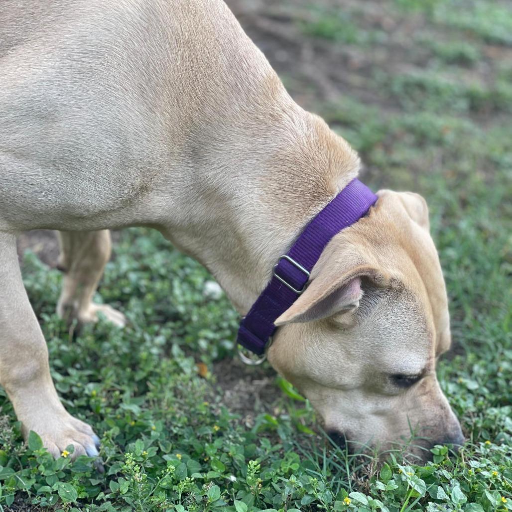 Enlarge Peanut Butter, a Adoptable mixed breed in Lakeland, FL image 3/6