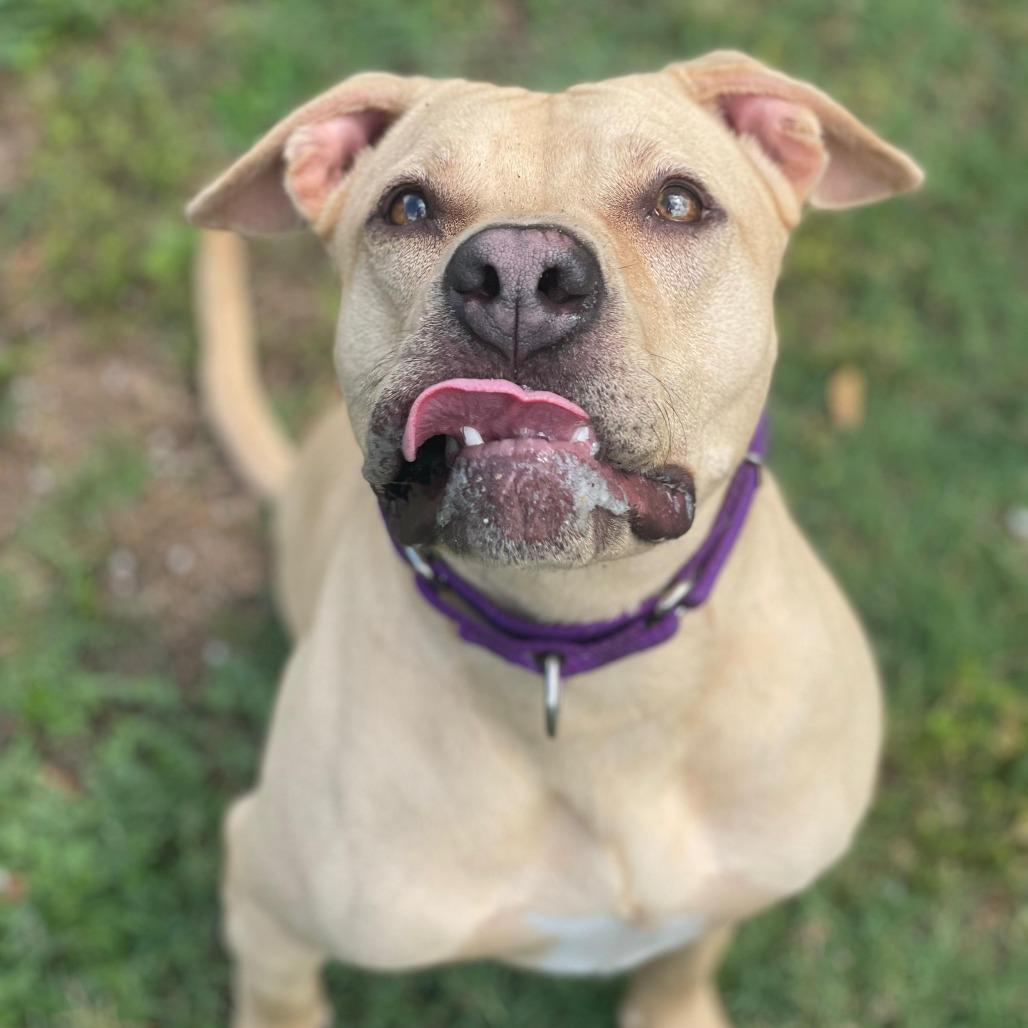Enlarge Peanut Butter, a Adoptable mixed breed in Lakeland, FL image 4/6