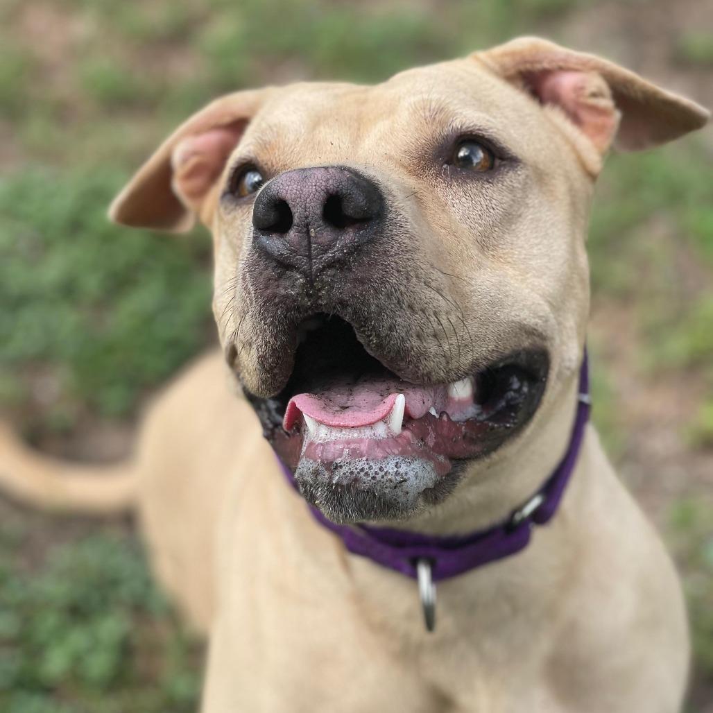 Enlarge Peanut Butter, a Adoptable mixed breed in Lakeland, FL image 5/6