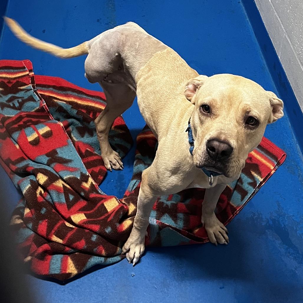Peanut Butter, Adoptable, Adult Female Labrador Retriever & Mixed Breed.