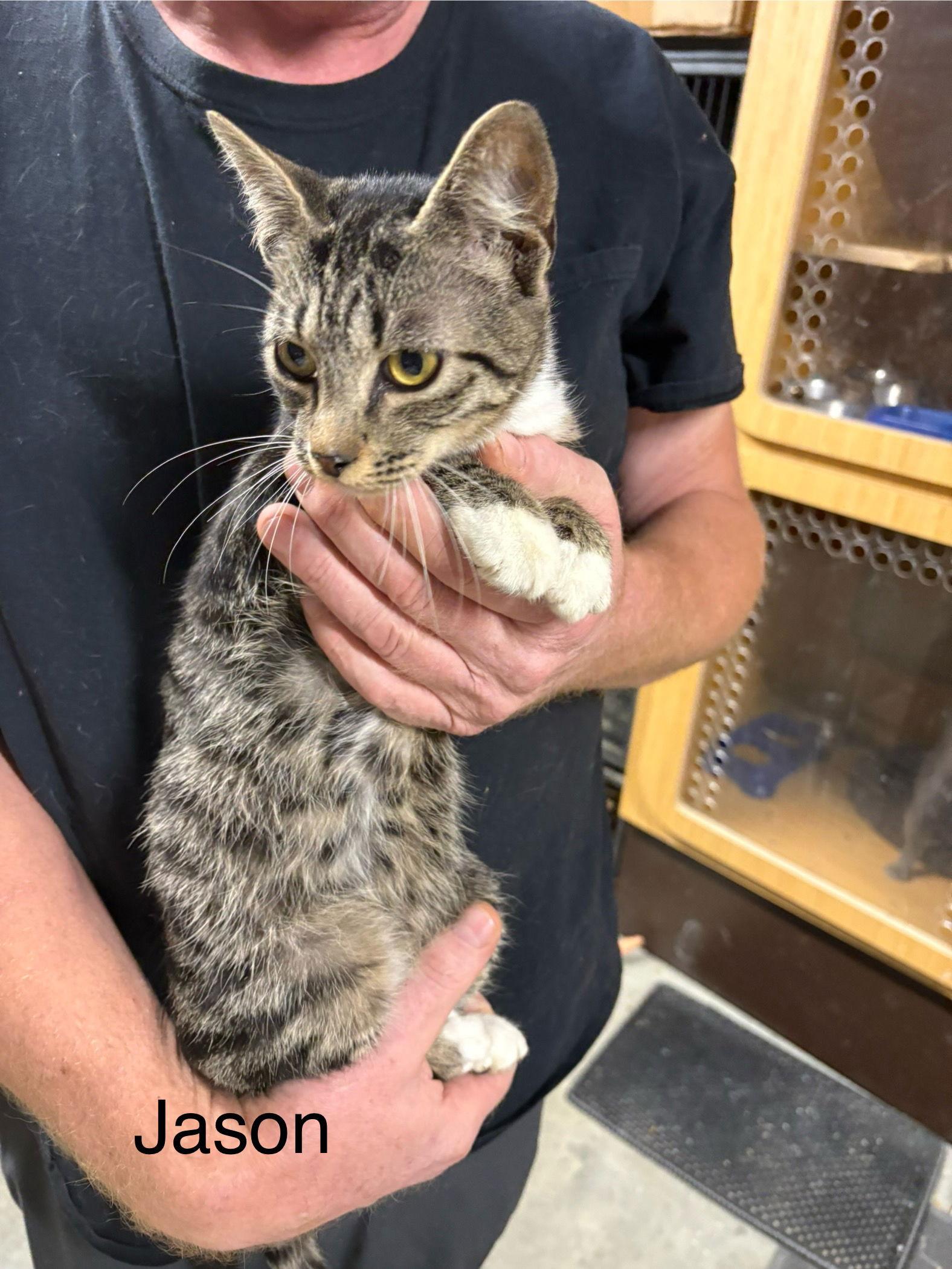 Jason (th), Adoptable, Young Male Domestic Short Hair.