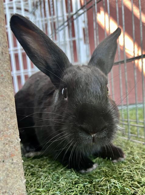 Enlarge CARL DEAN, a Adoptable Bunny Rabbit in San Francisco, CA image 1/1