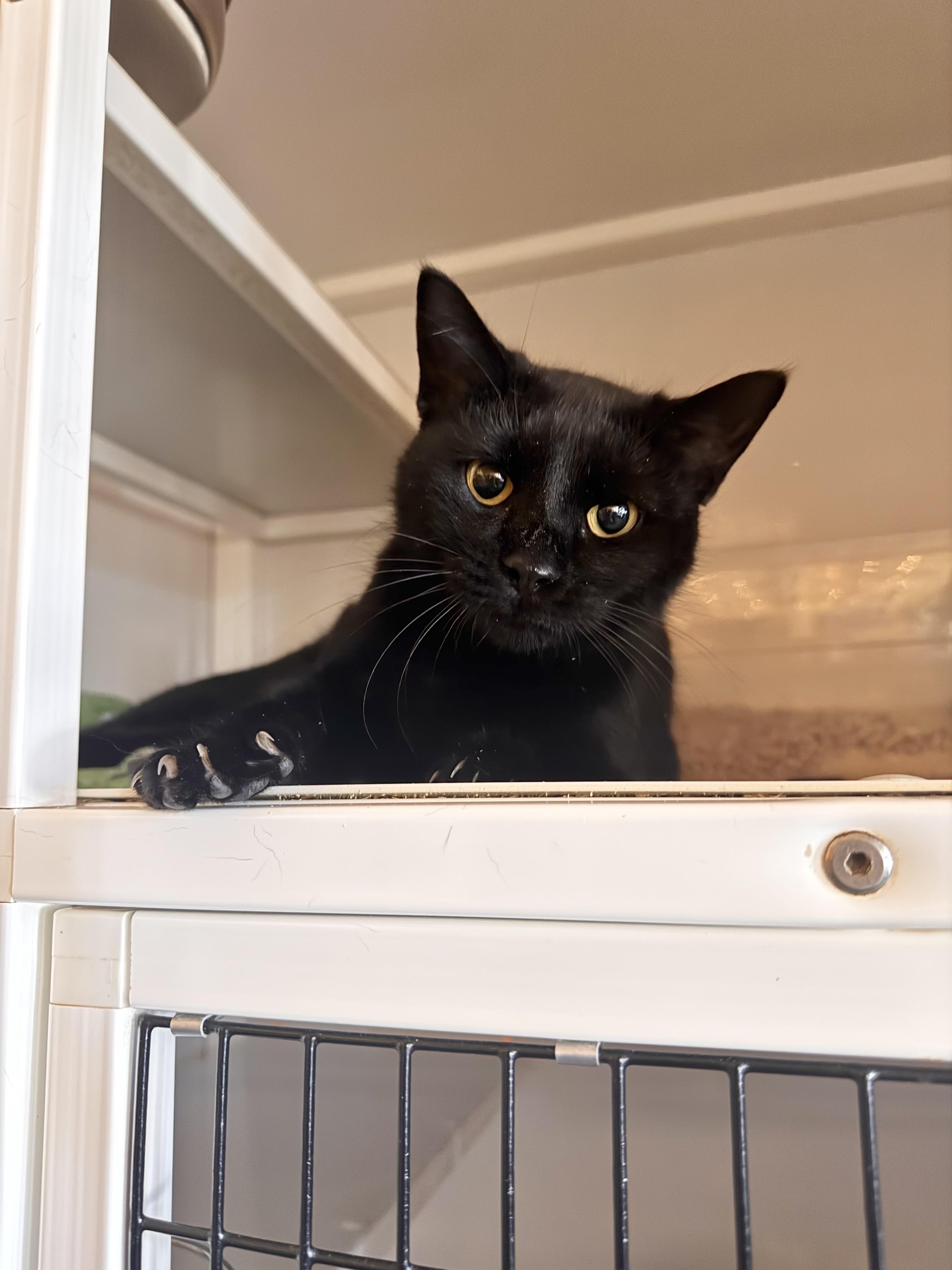 Enlarge Mitzie, an adopted Domestic Short Hair in Memphis, TN image 1/3