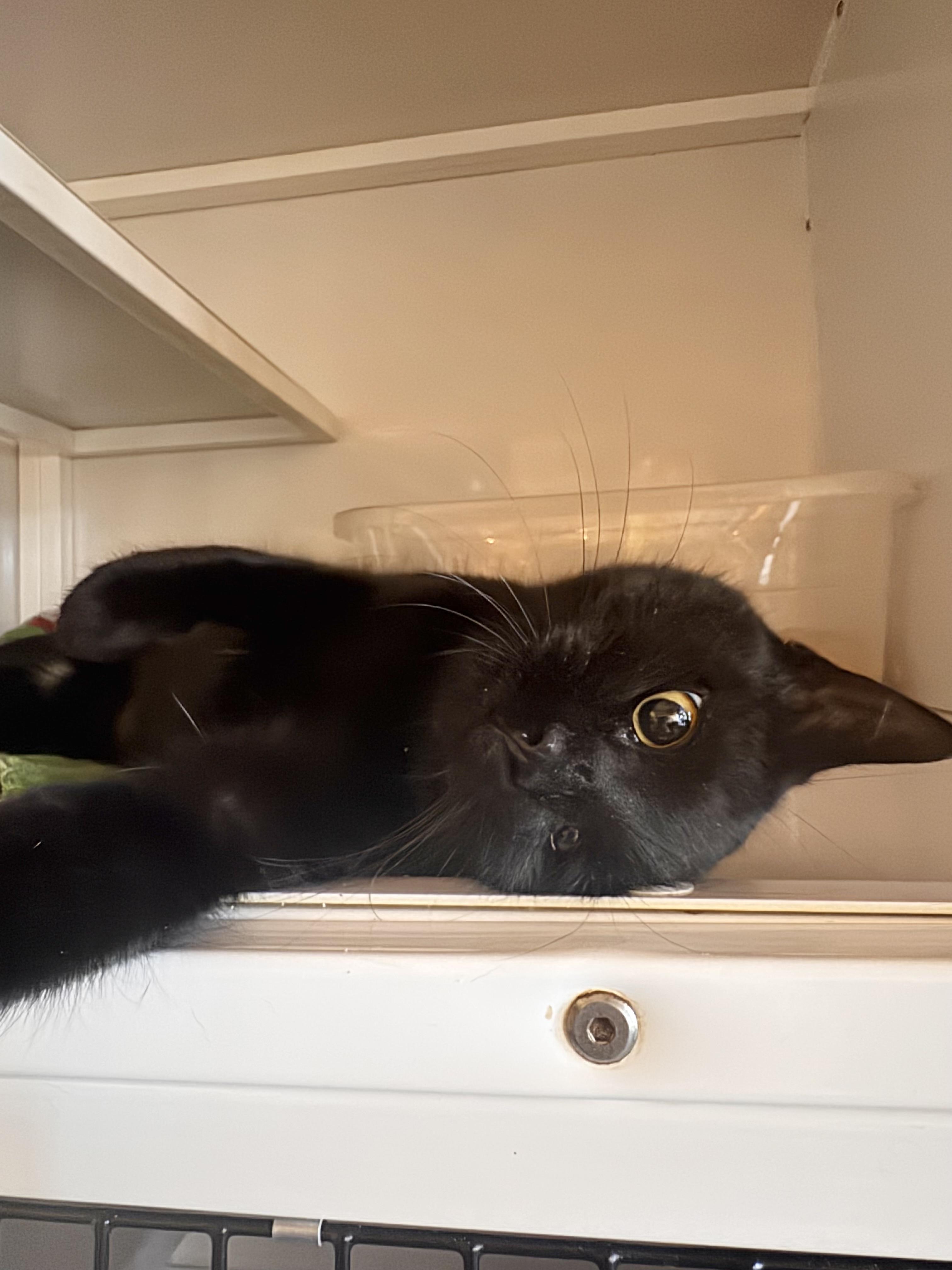 Enlarge Mitzie, an adopted Domestic Short Hair in Memphis, TN image 3/3