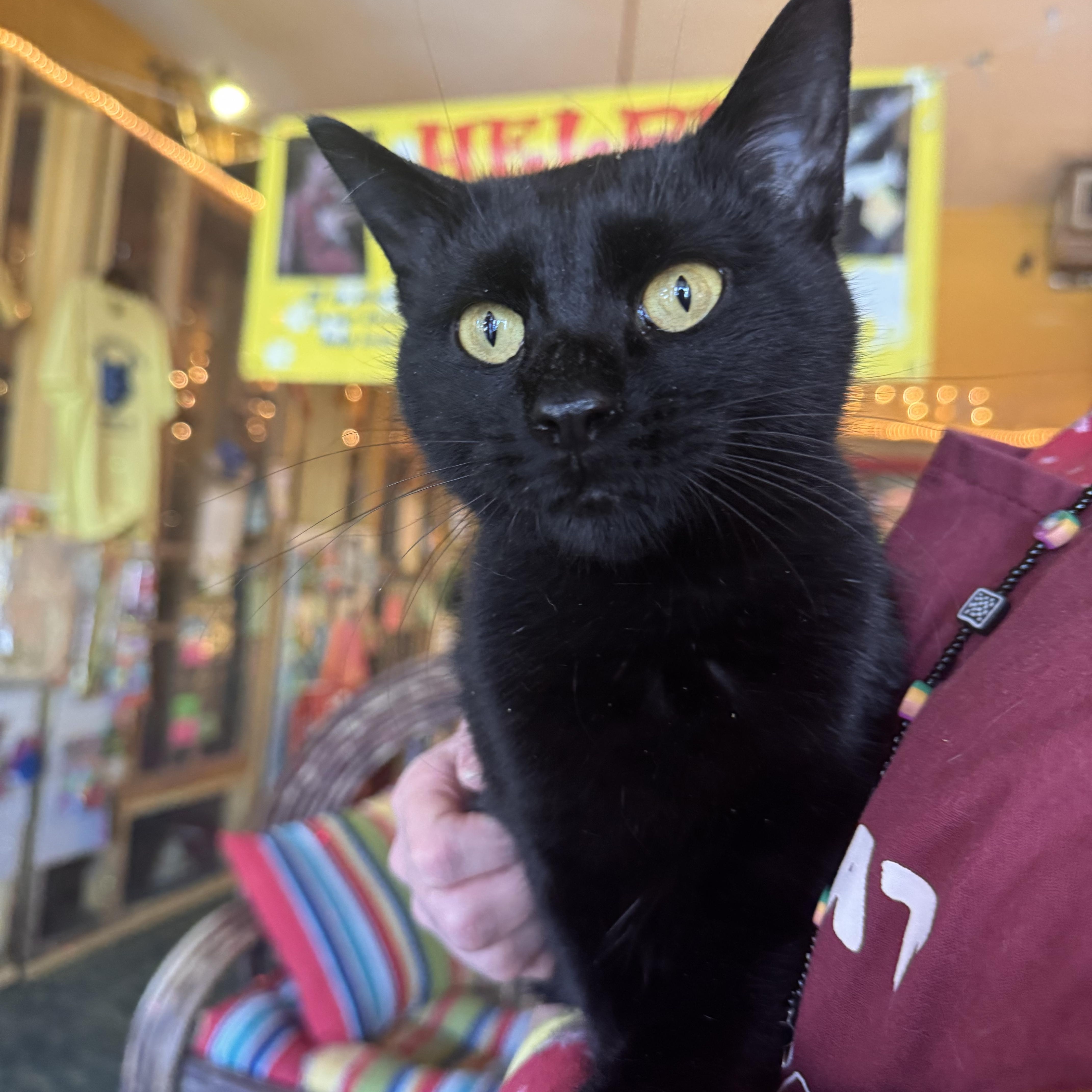 Enlarge Mitzie, an adopted Domestic Short Hair in Memphis, TN image 2/3