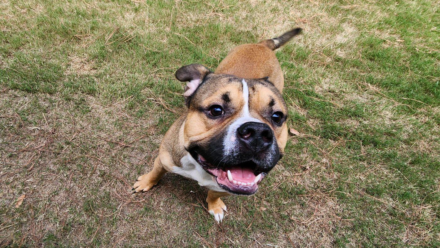 Enlarge Muscles, a Adopted Bulldog in North Augusta, SC image 1/6