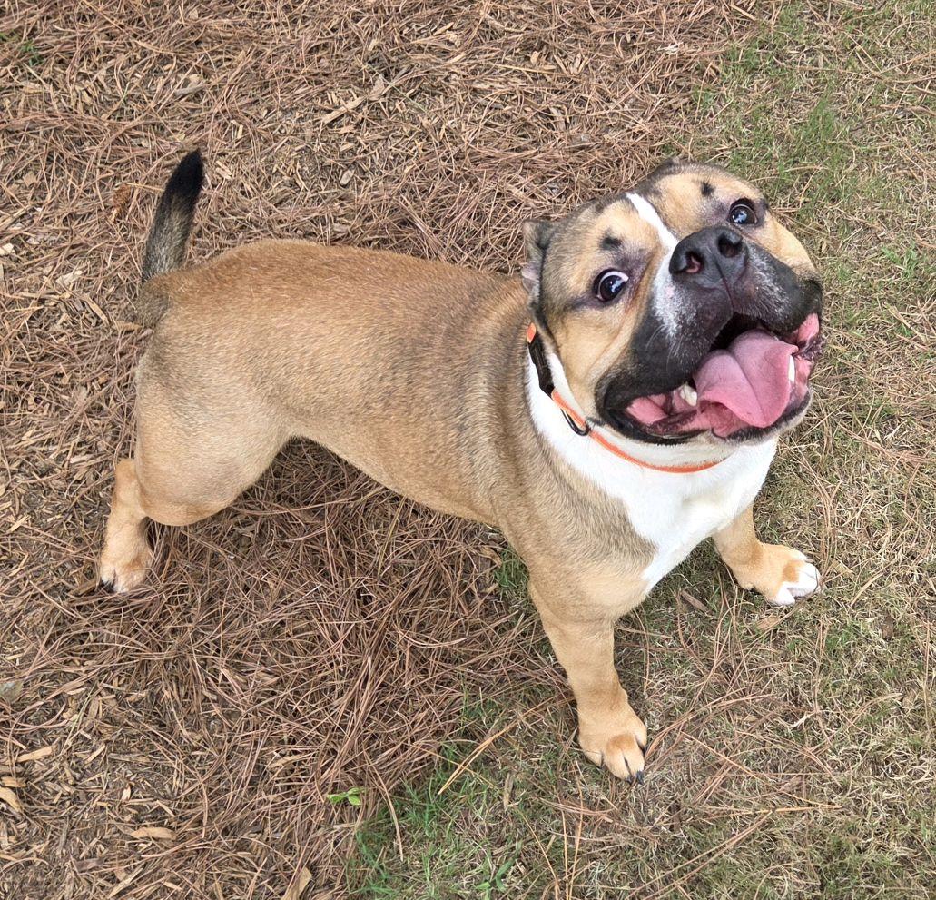 Enlarge Muscles, a Adopted Bulldog in North Augusta, SC image 2/6
