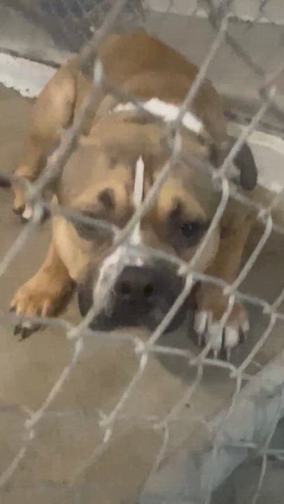 Enlarge Muscles, a Adopted Bulldog in North Augusta, SC video 4/6