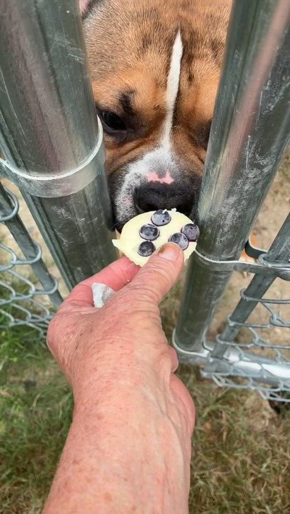 Enlarge Muscles, a Adopted Bulldog in North Augusta, SC video 3/6