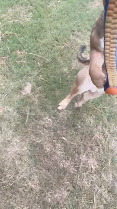 Enlarge Muscles, a Adopted Bulldog in North Augusta, SC video 5/6