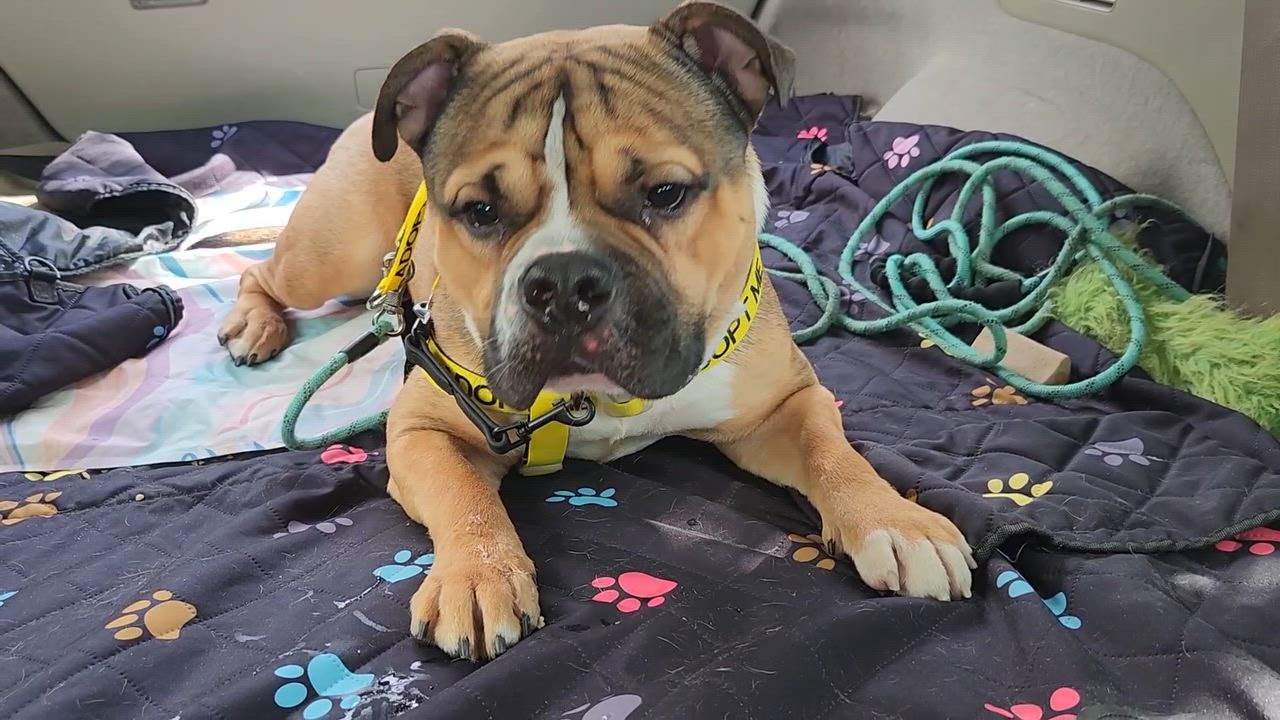 Enlarge Muscles, a Adopted Bulldog in North Augusta, SC video 6/6