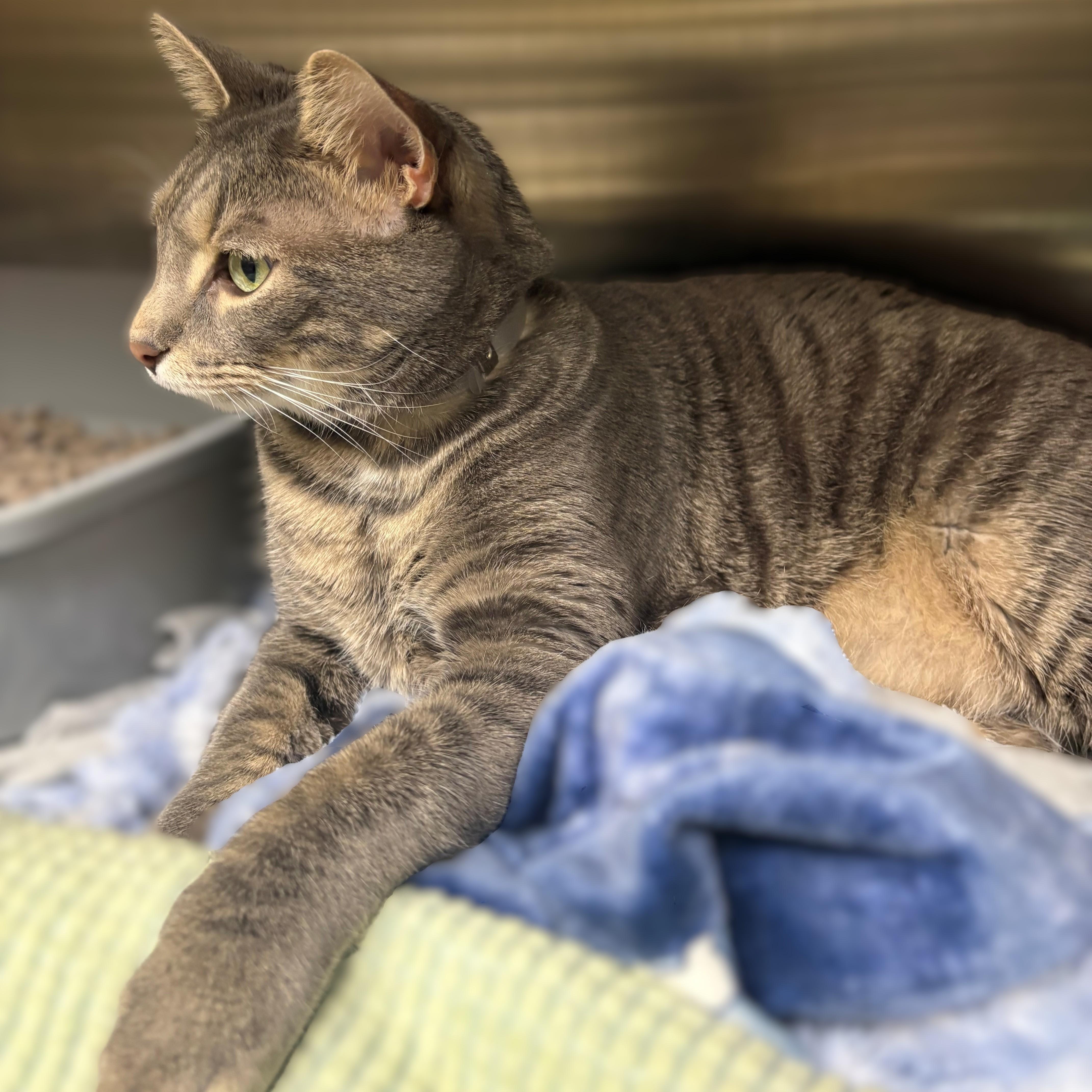 Enlarge Kobe- 52022, an adopted Domestic Short Hair in Columbia, MD image 3/3