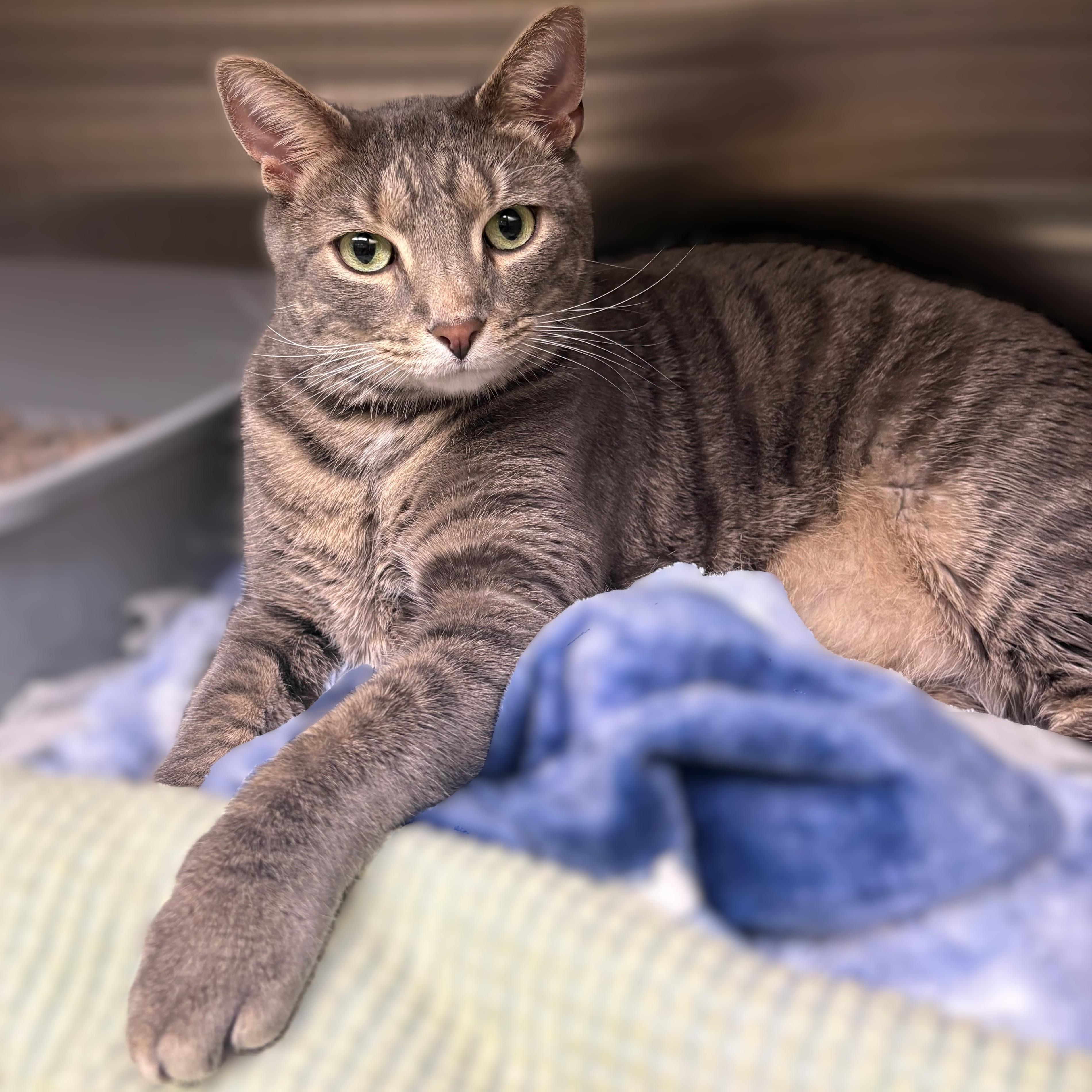 Enlarge Kobe- 52022, an adopted Domestic Short Hair in Columbia, MD image 2/3