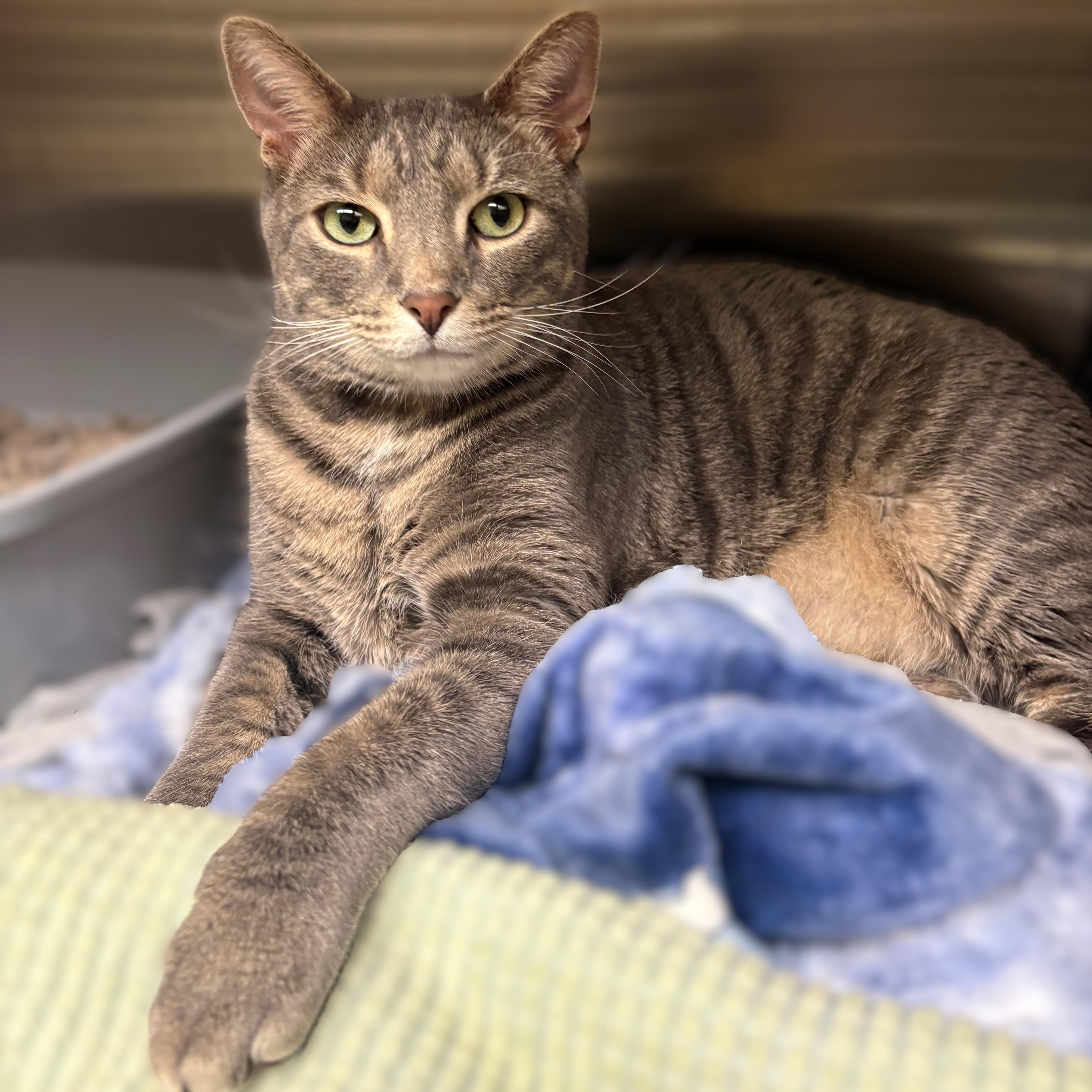 Enlarge Kobe- 52022, an adopted Domestic Short Hair in Columbia, MD image 1/3