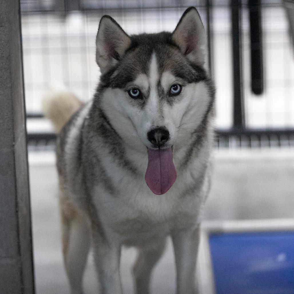 Daisy Jane (MR26-325), Adoptable, Senior Female Husky & Husky.