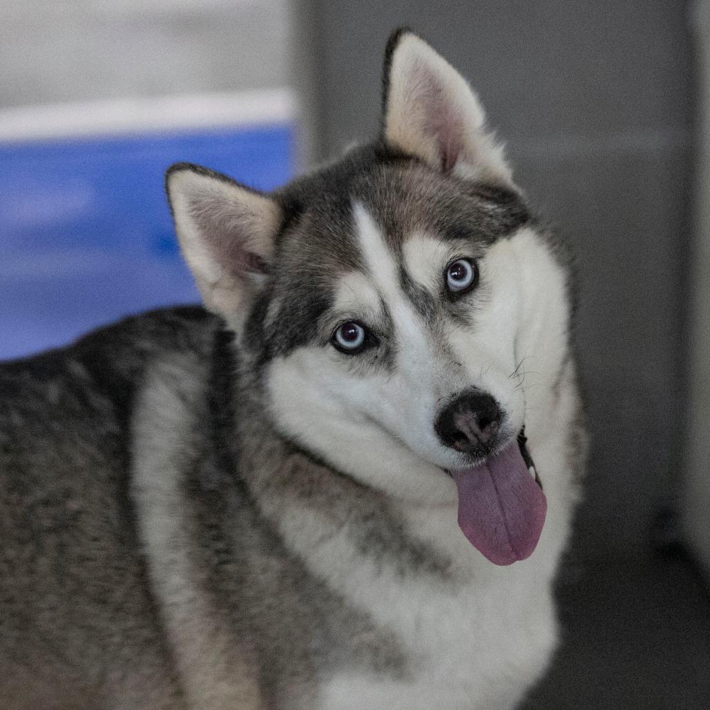 Daisy Jane (MR26-325), a Adoptable mixed breed in Peyton, CO image 2/5