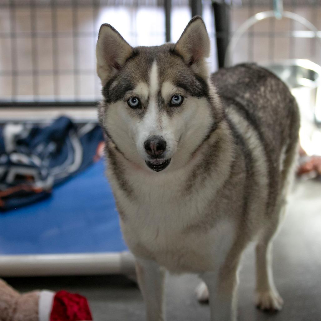Daisy Jane (MR26-325), a Adoptable mixed breed in Peyton, CO image 3/5