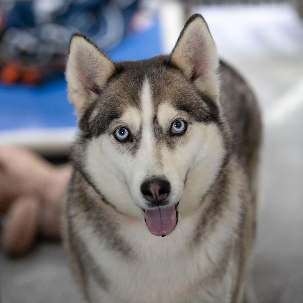 Daisy Jane (MR26-325), a Adoptable mixed breed in Peyton, CO image 4/5