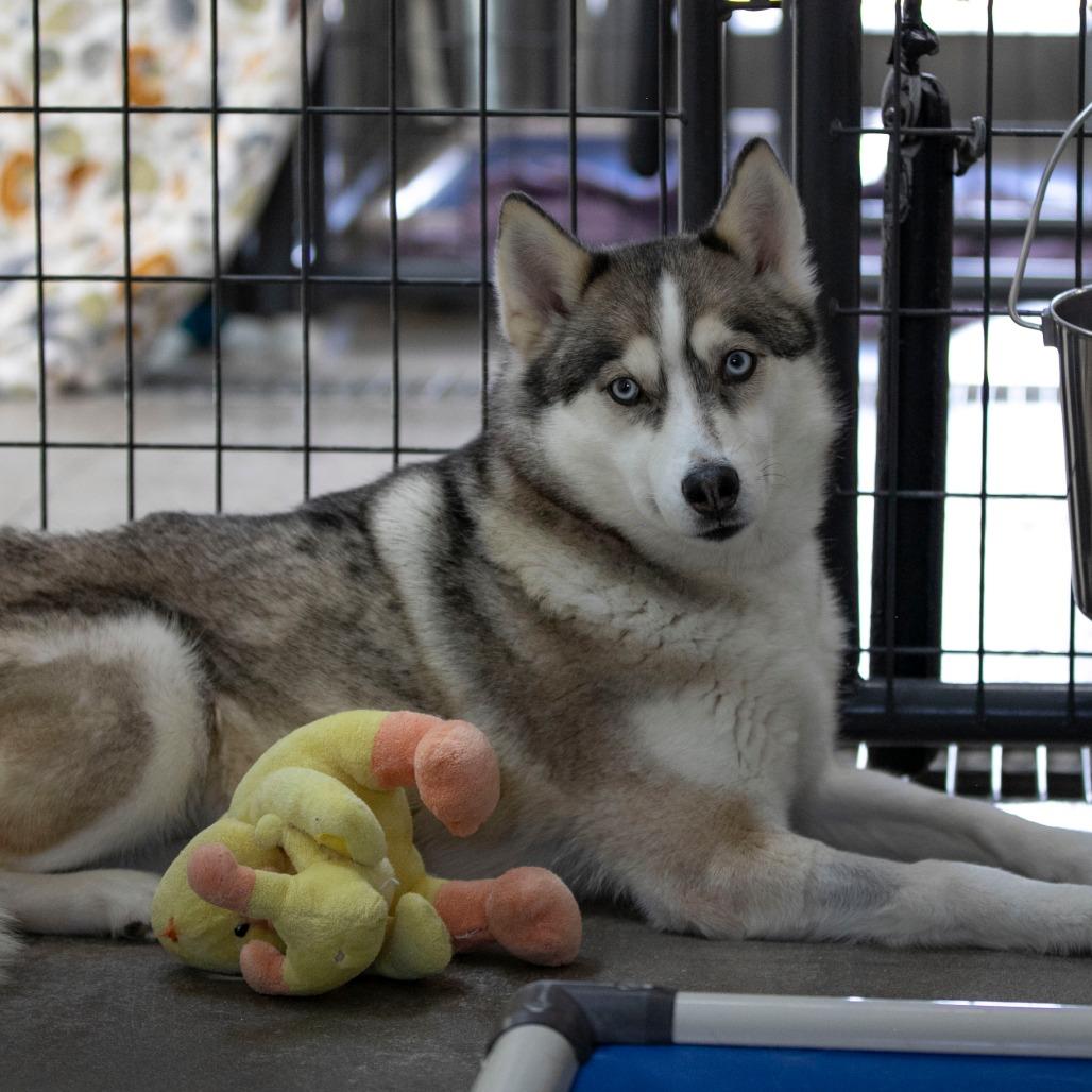 Daisy Jane (MR26-325), a Adoptable mixed breed in Peyton, CO image 5/5