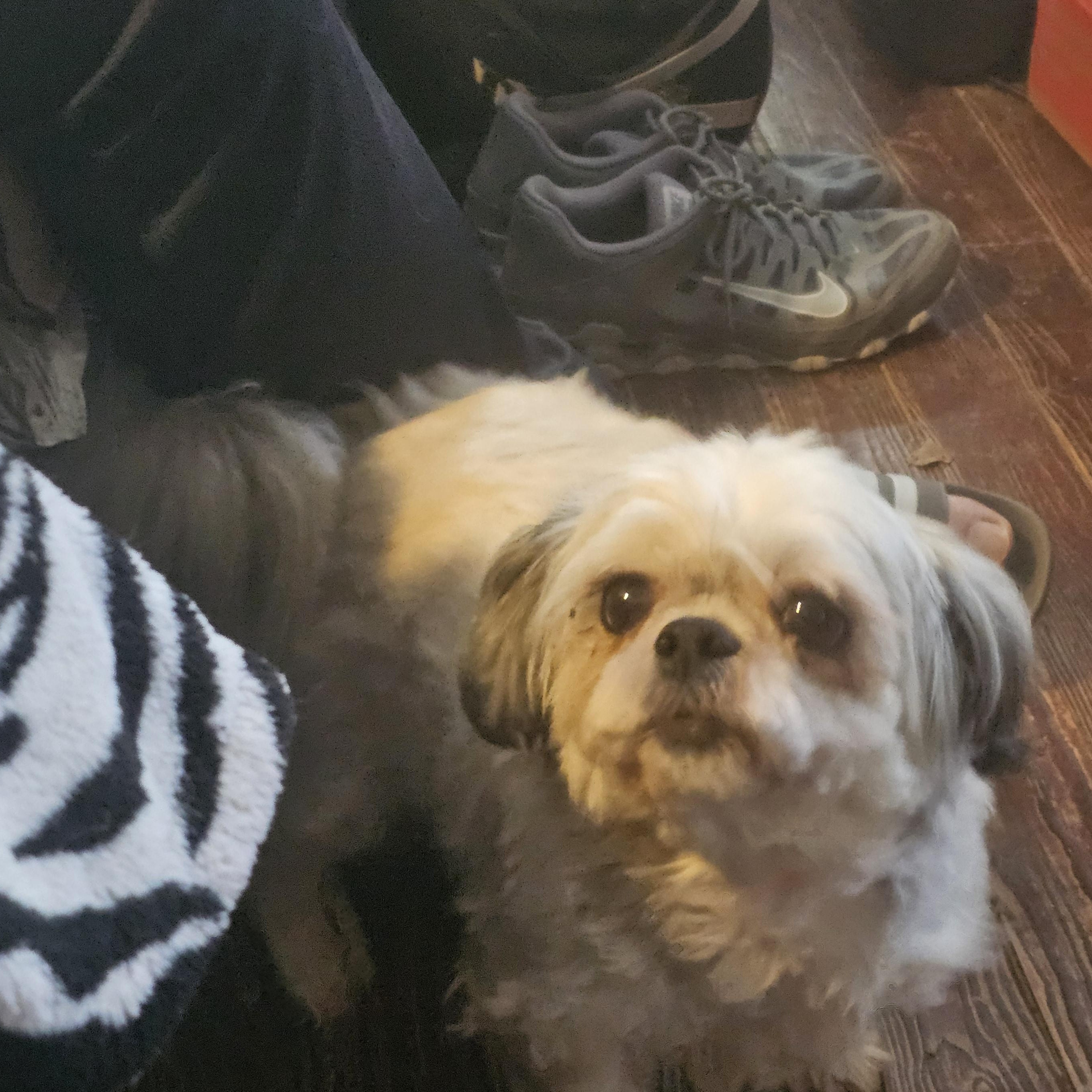 Leo, adopted, Adult Male Shih Tzu.