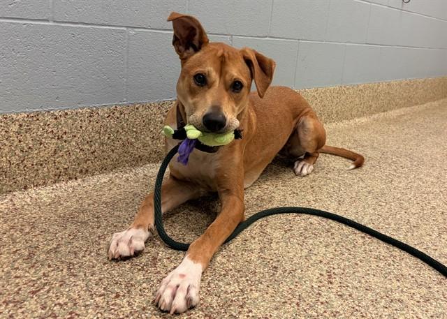 KODI, Adoptable, Young Male American Staffordshire Terrier & Great Pyrenees.