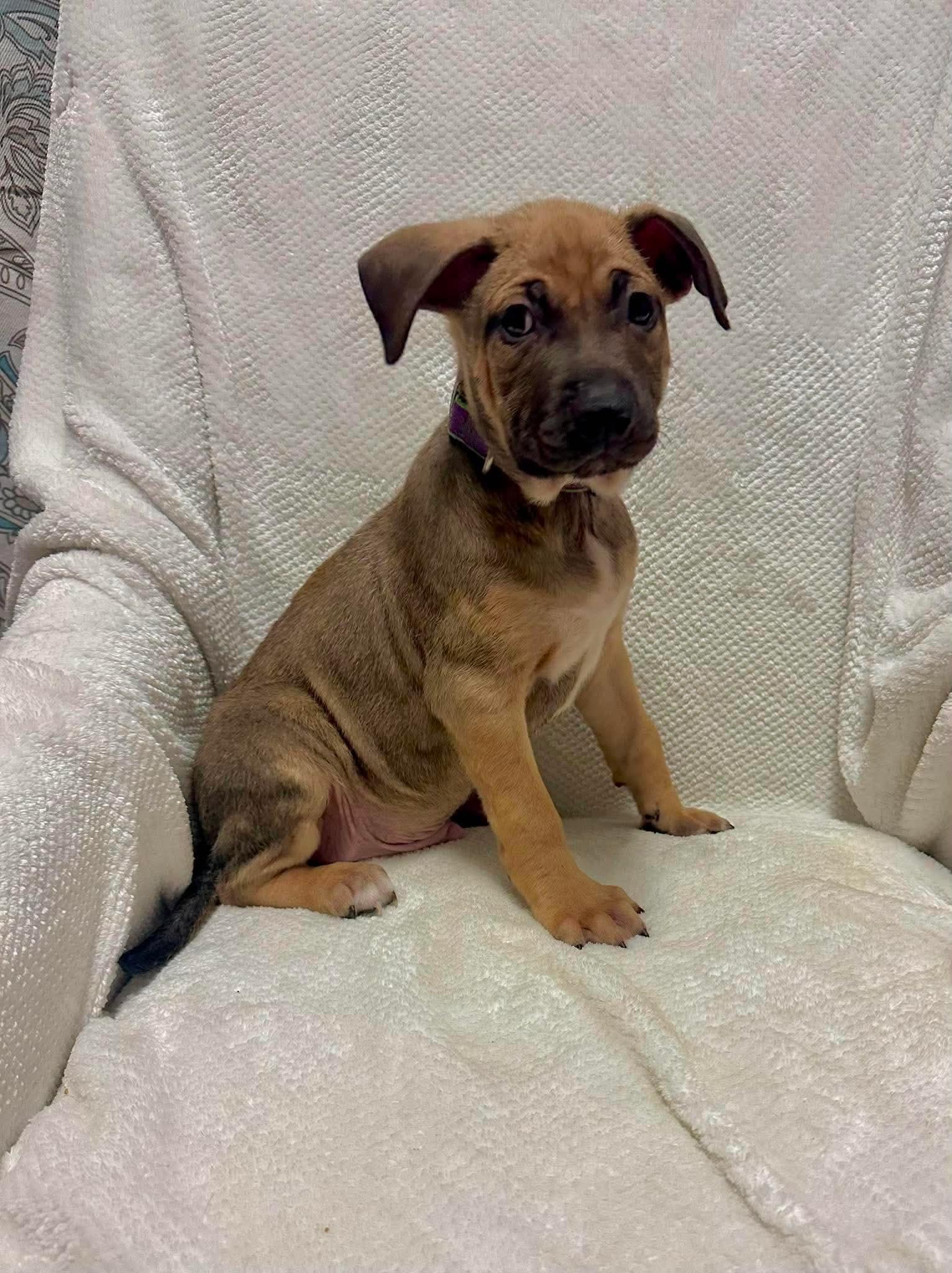 Milo, ADOPTABLE, Puppy Male Terrier.
