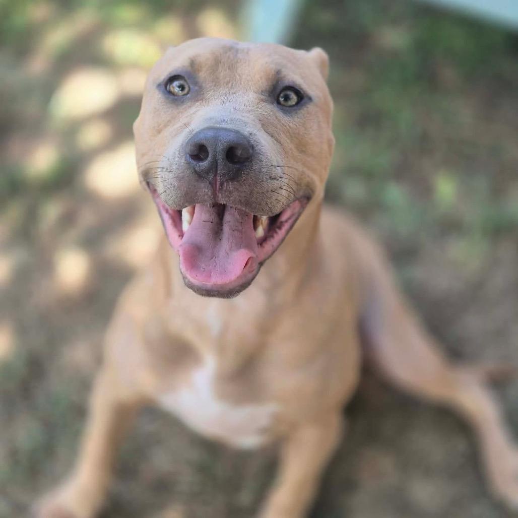 Ranger, Adoptable, Young Male Pit Bull Terrier & Mixed Breed.