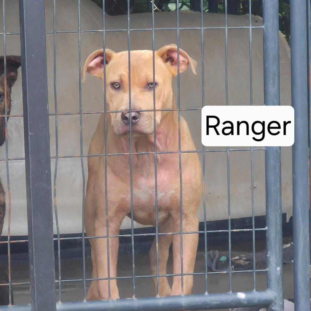Ranger, Adoptable, Young Male Pit Bull Terrier & Mixed Breed.
