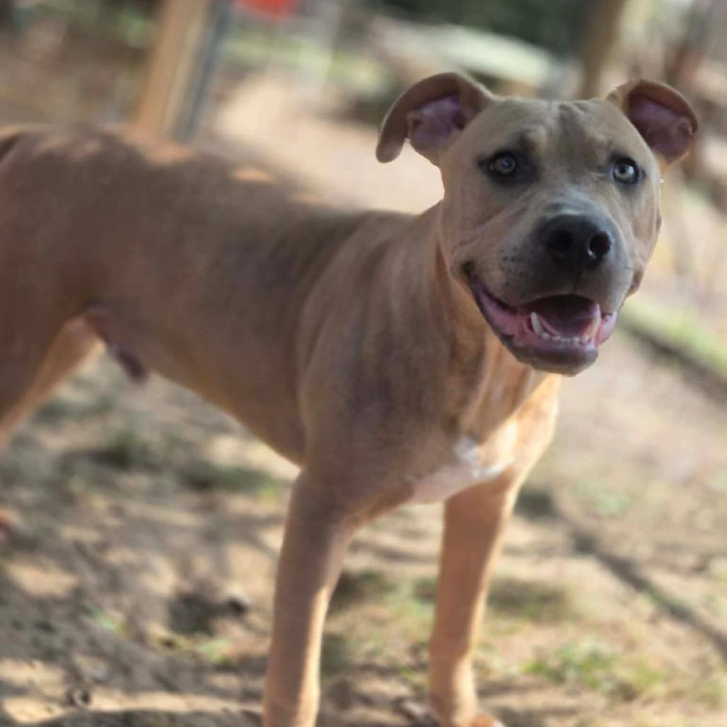 Enlarge Ranger, a Adoptable mixed breed in Dover, AR image 2/3