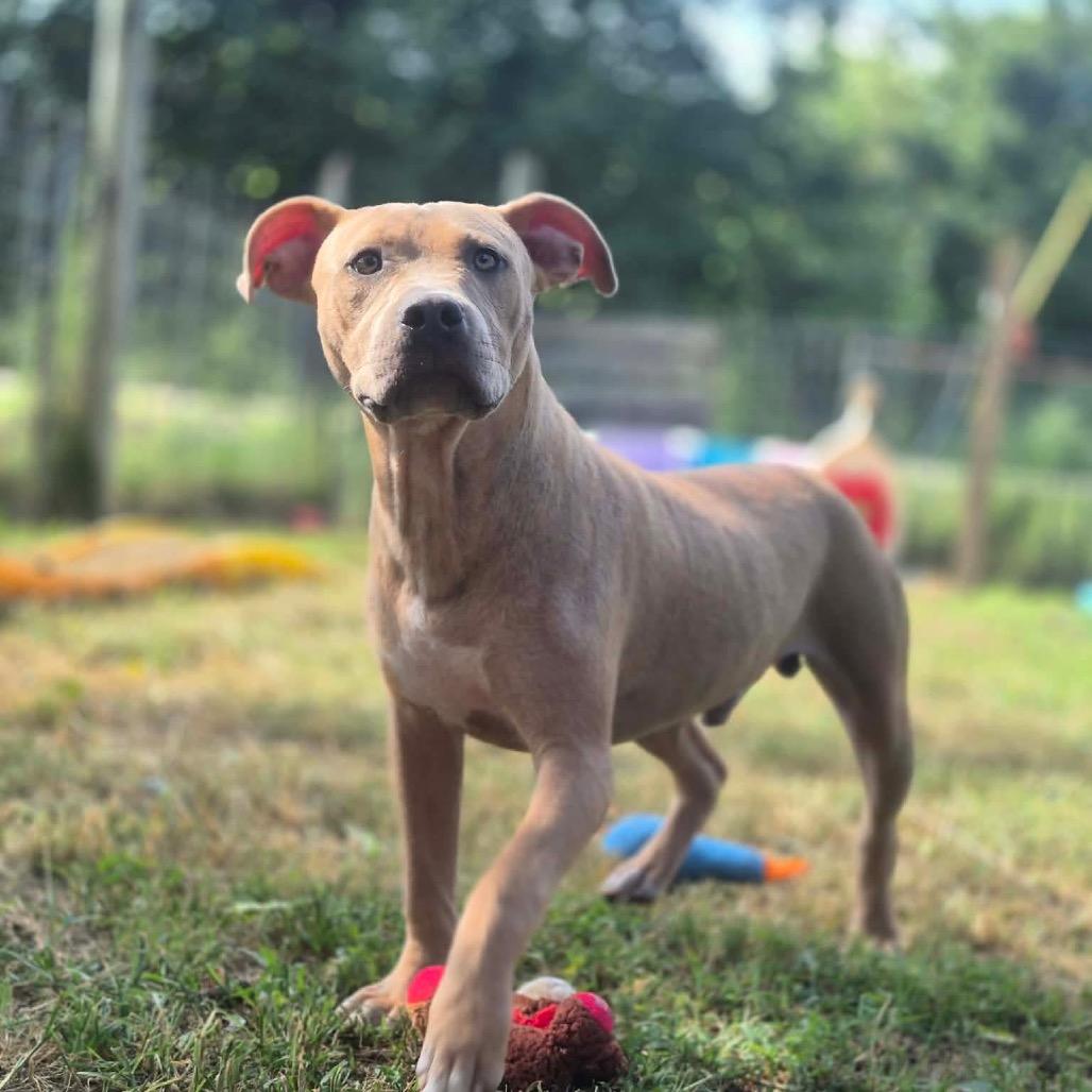 Enlarge Ranger, a Adoptable mixed breed in Dover, AR image 3/3