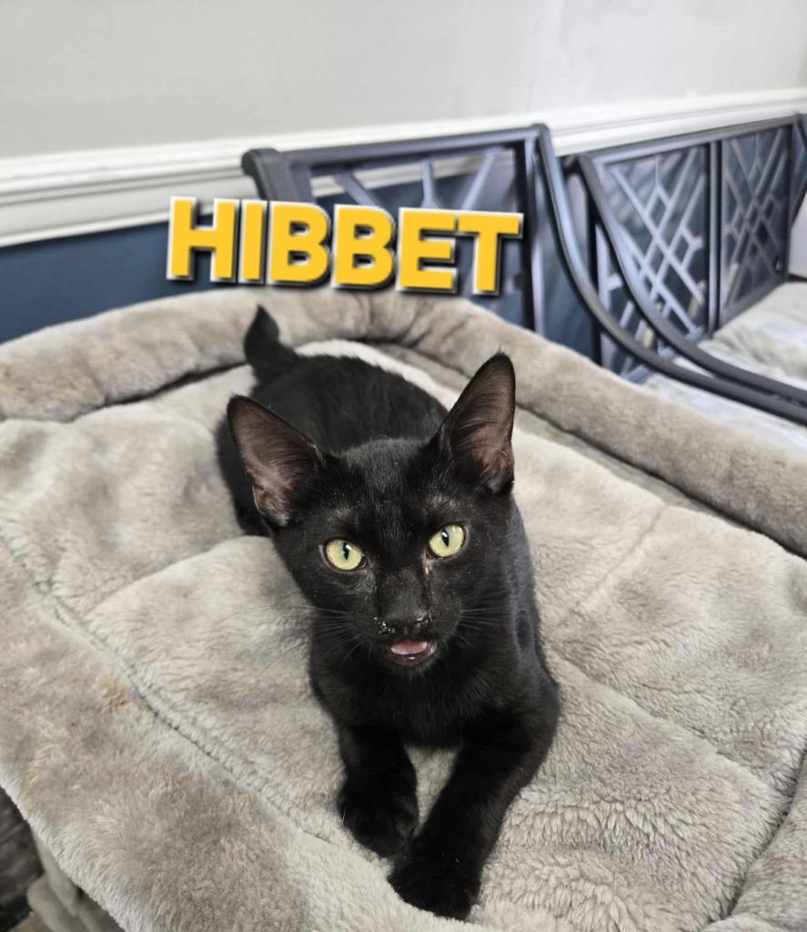Enlarge Hibbett (Mt. Berry 1), a Adoptable mixed breed in Rome, GA image 1/2