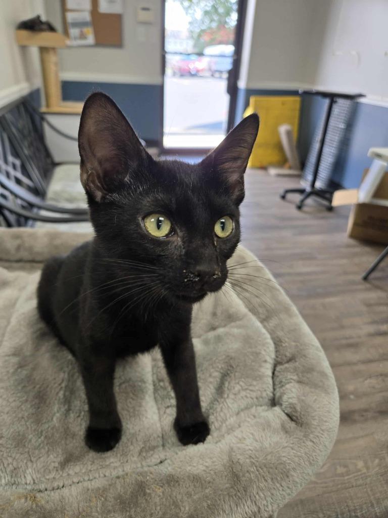 Enlarge Hibbett (Mt. Berry 1), a Adoptable mixed breed in Rome, GA image 2/2