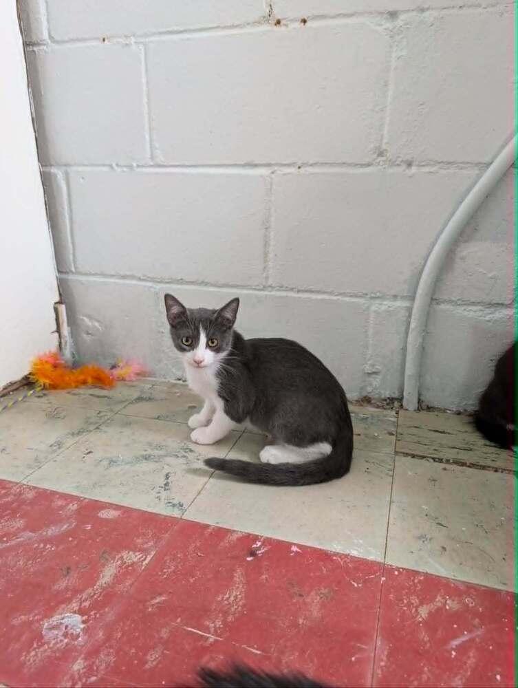 Meow Meow Binx - adoption pending!!, Adoptable, Kitten Male American Shorthair.
