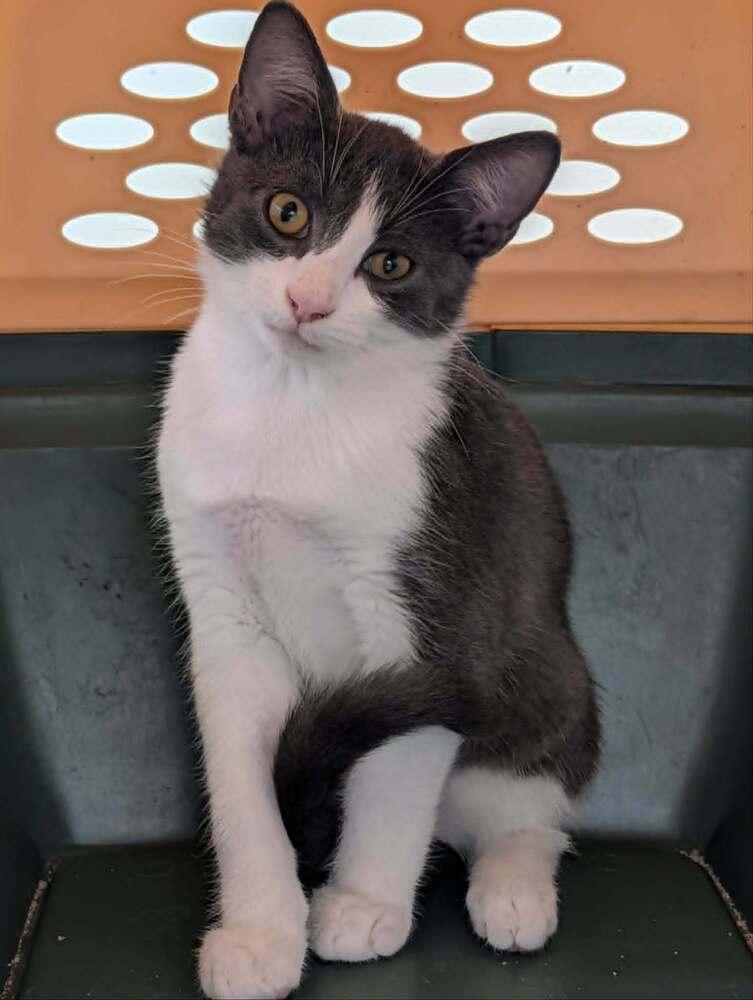 Enlarge Meow Meow Binx - adoption pending!!, a Adoptable mixed breed in Shawnee Mission, KS image 2/3