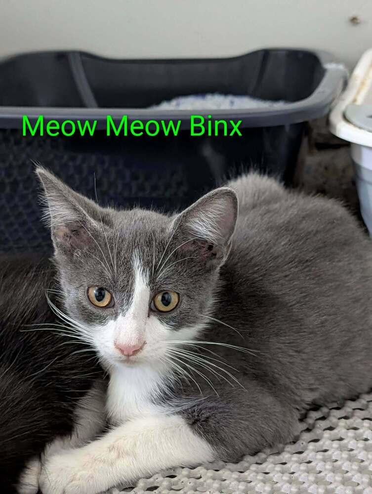 Enlarge Meow Meow Binx - adoption pending!!, a Adoptable mixed breed in Shawnee Mission, KS image 3/3
