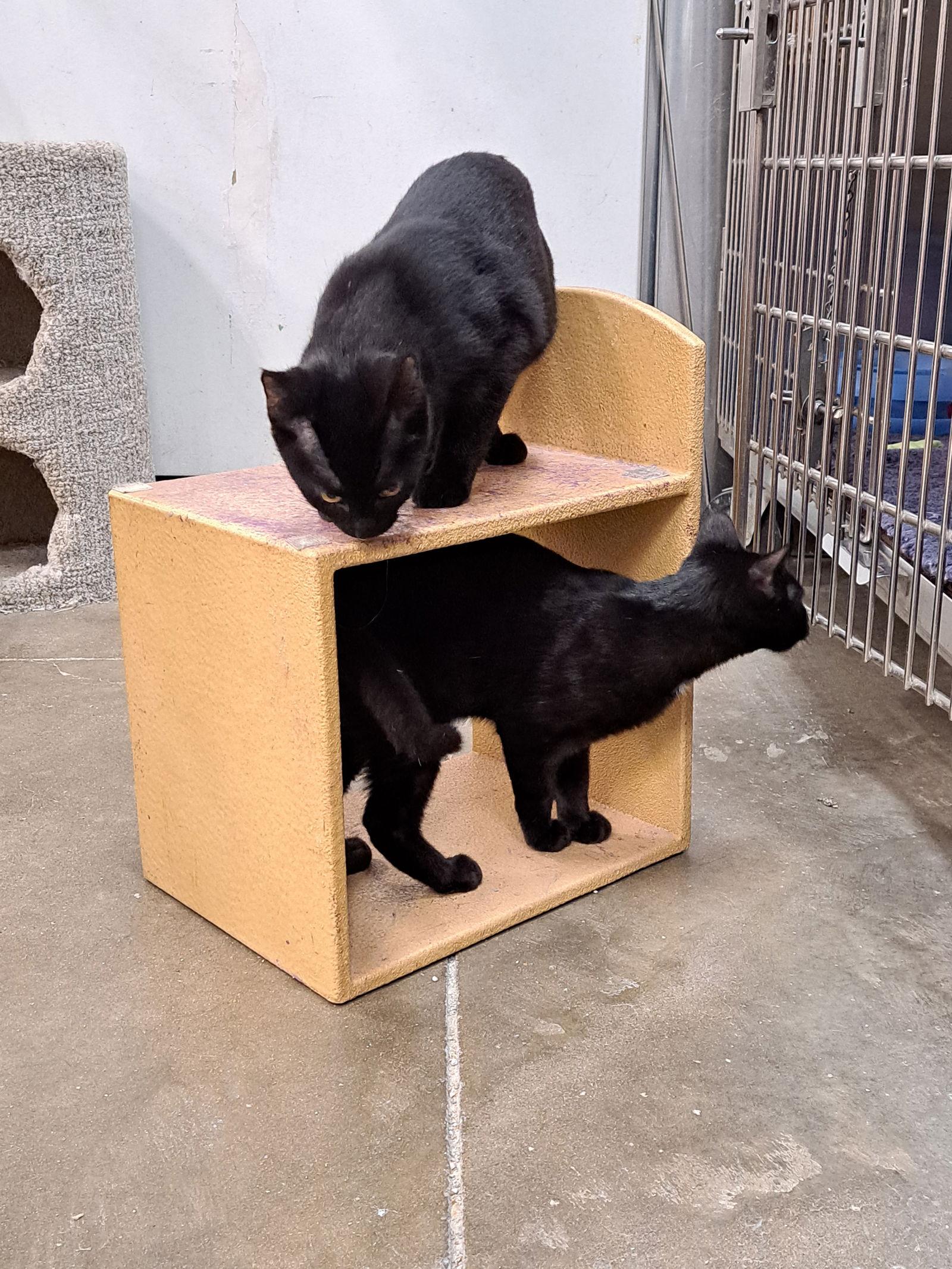 Norton, a Adoptable Domestic Short Hair in O'Fallon, MO image 1/2