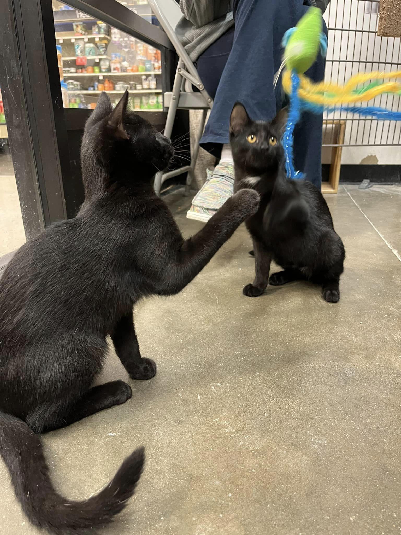 Norton, a Adoptable Domestic Short Hair in O'Fallon, MO image 2/2