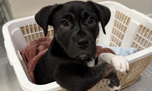 Enlarge SPIRIT, an adoptable mixed breed in Ridgeland, SC image 3/4