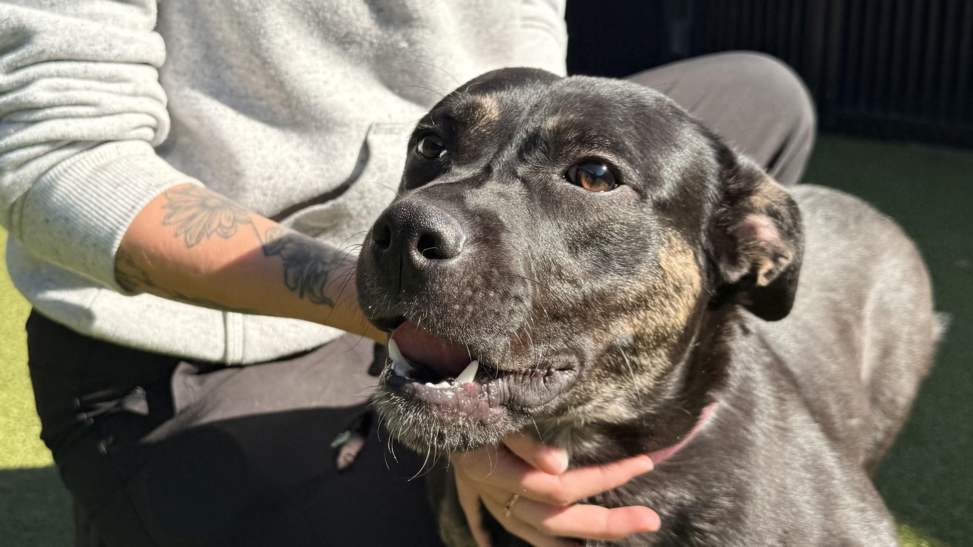 Enlarge SPIRIT, an adoptable mixed breed in Ridgeland, SC image 4/4