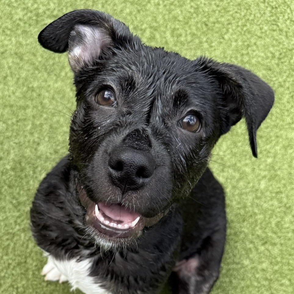 SPIRIT, adoptable, Young Female Pit Bull Terrier.